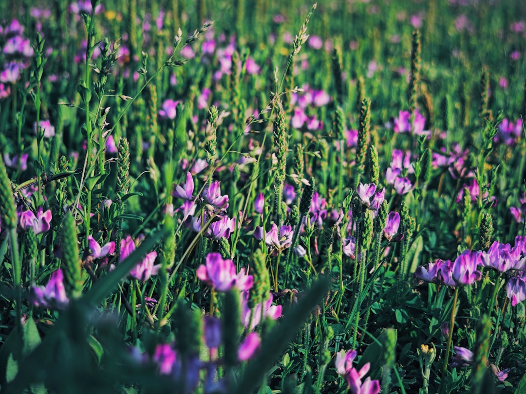 a-field-full-of-purple-flowers-in-the-grass-w67zm8jkne0